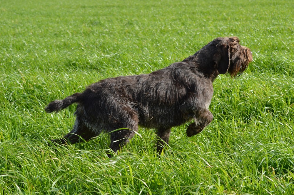 TR. CH. des landes de juzet Jupiter dit jacquepot
